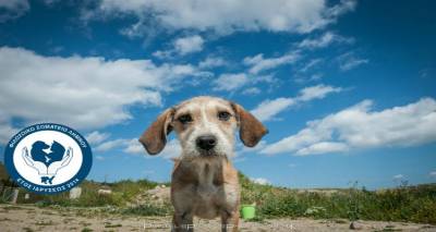 &Phi;&iota;&lambda;&omicron;&zeta;&omega;&iota;&kappa;ό &Sigma;&omega;&mu;&alpha;&tau;&epsilon;ί&omicron; &Lambda;ή&mu;&nu;&omicron;&upsilon; &pi;&rho;&omicron;&sigmaf; &Delta;ή&mu;&alpha;&rho;&chi;&omicron;: &laquo;&Alpha;&sigmaf; &beta;&rho;&omicron;ύ&mu;&epsilon; &lambda;ύ&sigma;&epsilon;&iota;&sigmaf; &gamma;&iota;&alpha; &tau;&alpha; &zeta;ώ&alpha;. &Pi;ά&rho;&tau;&epsilon; &tau;&iota;&sigmaf; &alpha;&pi;&omicron;&phi;ά&sigma;&epsilon;&iota;&sigmaf; &kappa;&alpha;&iota; &epsilon;&phi;&alpha;&rho;&mu;ό&sigma;&tau;&epsilon; &tau;&epsilon;&sigmaf; &Alpha;&Mu;&Epsilon;&Sigma;&Alpha;&raquo;.