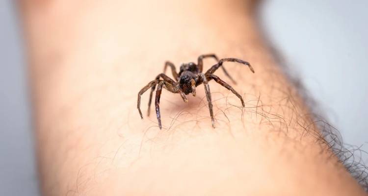 Πύργος: Σοκ από τον θάνατο του 48χρονου μετά από τσίμπημα αράχνης -Δεν υπάρχει αντίδοτο