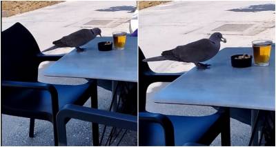 Ρεπανίδι: Καφενείο και για... φτερωτούς θαμώνες!