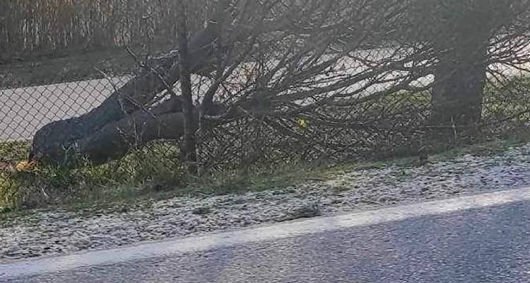 Λήμνος: Κόπηκαν δέντρα στην 130 ΣΜ