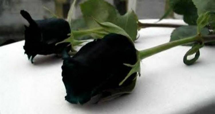 &laquo;&Pi;&alpha;&nu;&alpha;&gamma;&iota;ώ&tau;&eta;&sigmaf; &Lambda;&alpha;&gamma;ό&sigmaf;: &Gamma;&iota;&alpha; &tau;&eta;&nu; &kappa;&omicron;&iota;&nu;&omega;&nu;ί&alpha; &tau;&eta;&sigmaf; &Lambda;ή&mu;&nu;&omicron;&upsilon; ή&tau;&alpha;&nu; &omicron; ά&nu;&theta;&rho;&omega;&pi;&omicron;&sigmaf; &mu;&epsilon; &tau;&omicron; &chi;&alpha;&mu;ό&gamma;&epsilon;&lambda;&omicron; &kappa;&alpha;&iota; &tau;&eta;&nu; ά&pi;&lambda;&epsilon;&tau;&eta; &kappa;&alpha;&lambda;&omicron;&sigma;ύ&nu;&eta;&raquo;