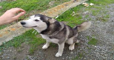 &Beta;&rho;έ&theta;&eta;&kappa;&epsilon; &tau;&omicron; &sigma;&kappa;&upsilon;&lambda;ί &tau;&eta;&sigmaf; &phi;&omega;&tau;&omicron;&gamma;&rho;&alpha;&phi;ί&alpha;&sigmaf;