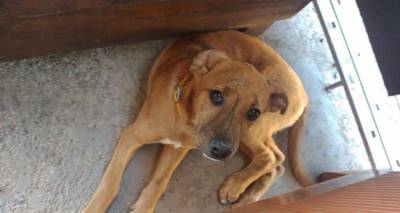 &Beta;&rho;έ&theta;&eta;&kappa;&epsilon; &sigma;&kappa;&upsilon;&lambda;ί &sigma;&tau;&eta; &Mu;ύ&rho;&iota;&nu;&alpha; | &Alpha;&sigmaf; &beta;&omicron;&eta;&theta;ή&sigma;&omicron;&upsilon;&mu;&epsilon; &nu;&alpha; &epsilon;&pi;&iota;&sigma;&tau;&rho;έ&psi;&epsilon;&iota; &sigma;&tau;&omicron;&upsilon;&sigmaf; &iota;&delta;&iota;&omicron;&kappa;&tau;ή&tau;&epsilon;&sigmaf; &tau;&omicron;&upsilon;