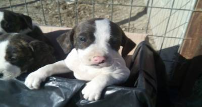 &Phi;&iota;&lambda;&omicron;&zeta;&omega;&iota;&kappa;ό &Sigma;&omega;&mu;&alpha;&tau;&epsilon;ί&omicron; &Lambda;ή&mu;&nu;&omicron;&upsilon;: &laquo;&Eta; &epsilon;&gamma;&kappa;&alpha;&tau;ά&lambda;&epsilon;&iota;&psi;&eta; &kappa;&omicron;&upsilon;&tau;&alpha;&beta;&iota;ώ&nu; έ&xi;&omega; &alpha;&pi;ό &kappa;&upsilon;&nu;&omicron;&kappa;&omicron;&mu;&epsilon;ί&alpha; &delta;&epsilon;&nu; &epsilon;ί&nu;&alpha;&iota; &lambda;ύ&sigma;&eta;!&raquo;