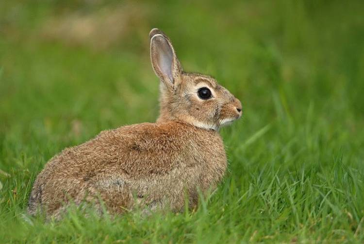 Πραγματοποιήθηκε η πρώτη συνάντηση της επιτροπής για την αντιμετώπιση των αγριοκούνελων της Λήμνου (mp3)