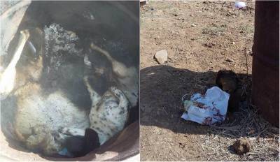 &Lambda;ή&mu;&nu;&omicron;&sigmaf;: &Sigma;&kappa;ό&tau;&omega;&sigma;&epsilon; &kappa;&alpha;&iota; έ&kappa;&alpha;&psi;&epsilon; &tau;&alpha; &sigma;&kappa;&upsilon;&lambda;&iota;ά &tau;&omicron;&upsilon; &mu;έ&sigma;&alpha; &sigma;&epsilon; &beta;&alpha;&rho;έ&lambda;&iota; (photos)