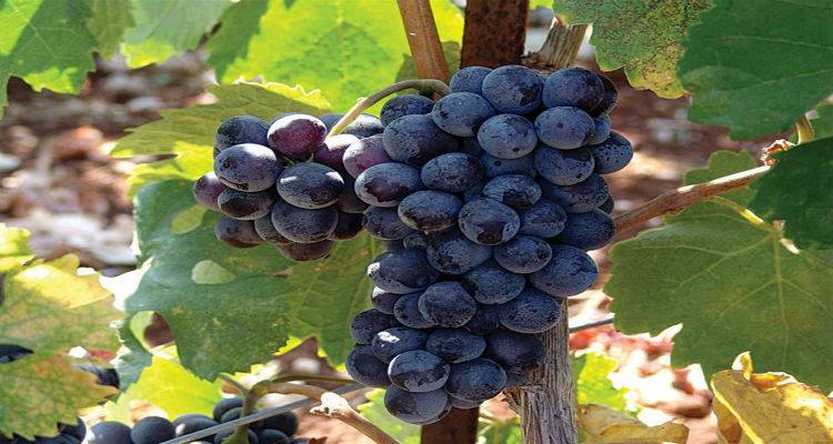 Λήμνος: Από 15 Νοεμβρίου οι αιτήσεις για χορήγηση αδειών φύτευσης οινοποιήσιμων ποικιλιών αμπελιών