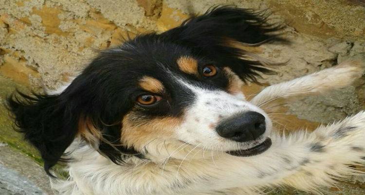 &Chi;ά&theta;&eta;&kappa;&epsilon; &sigma;&kappa;ύ&lambda;&omicron;&sigmaf; &sigma;&tau;&eta; &Mu;ύ&rho;&iota;&nu;&alpha;