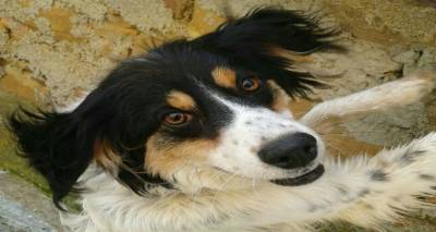 &Chi;ά&theta;&eta;&kappa;&epsilon; &sigma;&kappa;ύ&lambda;&omicron;&sigmaf; &sigma;&tau;&eta; &Mu;ύ&rho;&iota;&nu;&alpha;