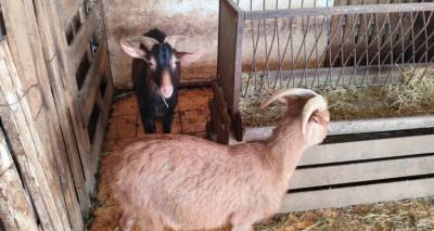 &Alpha;&rho;&chi;&iota;&tau;έ&kappa;&tau;&omicron;&nu;&alpha;&sigmaf;, CEO &epsilon;&tau;&alpha;&iota;&rho;&epsilon;ί&alpha;&sigmaf; &omicron; 55&chi;&rho;&omicron;&nu;&omicron;&sigmaf; &pi;&omicron;&upsilon; &epsilon;ί&chi;&epsilon; &sigma;&tau;ή&sigma;&epsilon;&iota; &tau;&omicron; &mu;&alpha;&nu;&tau;&rho;ί &mu;&epsilon; &kappa;&alpha;&tau;&sigma;ί&kappa;&epsilon;&sigmaf; &kappa;&alpha;&iota; &kappa;ό&tau;&epsilon;&sigmaf; &sigma;&epsilon; &tau;&alpha;&rho;ά&tau;&sigma;&alpha; &sigma;&tau;&omicron;&upsilon;&sigmaf; &Alpha;&mu;&pi;&epsilon;&lambda;ό&kappa;&eta;&pi;&omicron;&upsilon;&sigmaf;