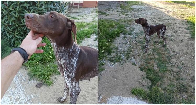 Κυνηγόσκυλο περιφέρεται στο Λαγοπάτι