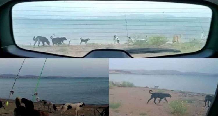 Διπλό περιστατικό με αδέσποτα σκυλιά στην παραλία Λύχνων (video)