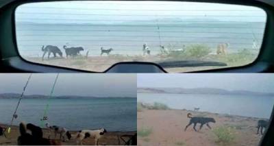 Διπλό περιστατικό με αδέσποτα σκυλιά στην παραλία Λύχνων (video)