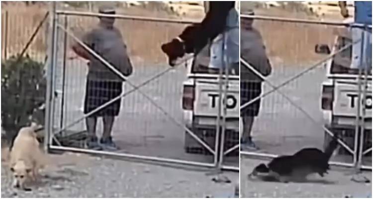 &Sigma;&omicron;&kappa;&alpha;&rho;&iota;&sigma;&tau;&iota;&kappa;ό &beta;ί&nu;&tau;&epsilon;&omicron;: &Epsilon;&gamma;&kappa;&alpha;&tau;&alpha;&lambda;&epsilon;ί&pi;&omicron;&upsilon;&nu; &tau;&rho;&epsilon;&iota;&sigmaf; &sigma;&kappa;ύ&lambda;&omicron;&upsilon;&sigmaf; &pi;&epsilon;&tau;ώ&nu;&tau;&alpha;&sigmaf; &tau;&omicron;&upsilon;&sigmaf; &mu;έ&sigma;&alpha; &sigma;&tau;&omicron; &kappa;&upsilon;&nu;&omicron;&kappa;&omicron;&mu;&epsilon;ί&omicron; &Lambda;ή&mu;&nu;&omicron;&upsilon;