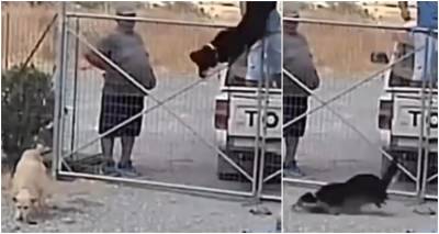Σοκαριστικό βίντεο: Εγκαταλείπουν τρεις σκύλους πετώντας τους μέσα στο κυνοκομείο Λήμνου