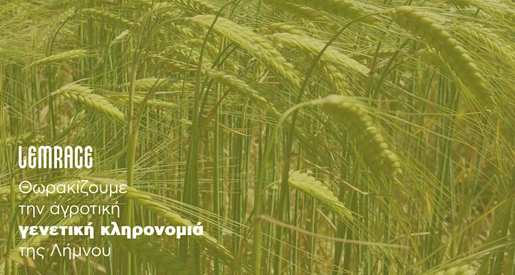 Εργαστήρι Αμυγδαλιάς στη Λήμνο: Ανακαλύπτοντας τις Ορθές Καλλιεργητικές Τεχνικές