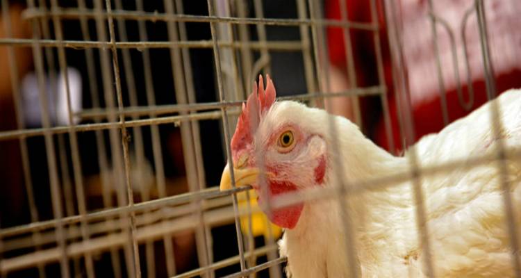 &Kappa;&rho;&omicron;ύ&sigma;&mu;&alpha; &gamma;&rho;ί&pi;&eta;&sigmaf; &tau;&omega;&nu; &pi;&tau;&eta;&nu;ώ&nu; &sigma;&tau;&omicron;&nu; Έ&beta;&rho;&omicron; | &Eta; &Kappa;&tau;&eta;&nu;&iota;&alpha;&tau;&rho;&iota;&kappa;ή &Upsilon;&pi;&eta;&rho;&epsilon;&sigma;ί&alpha; &Lambda;ή&mu;&nu;&omicron;&upsilon; &epsilon;&phi;&iota;&sigma;&tau;ά &tau;&eta;&nu; &pi;&rho;&omicron;&sigma;&omicron;&chi;ή