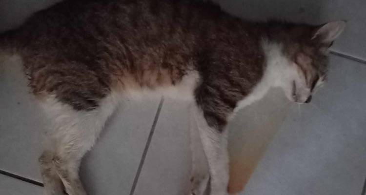 Λήμνος: Νέο περιστατικό με σκοτωμένη γάτα στον Κοντιά