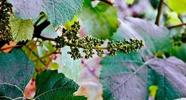 Ξεκινάει η φύτευση νέων αμπελιών στη Λήμνο