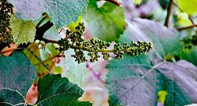 Ξεκινάει η φύτευση νέων αμπελιών στη Λήμνο