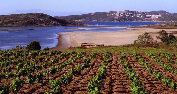Λήμνος: Ανακοινώθηκαν τα πορίσματα του ΕΛΓΑ για τις ζημιές σε αμπελοκαλλιέργειες στις Δ.Ε Μύρινας και Ν. Κούταλης