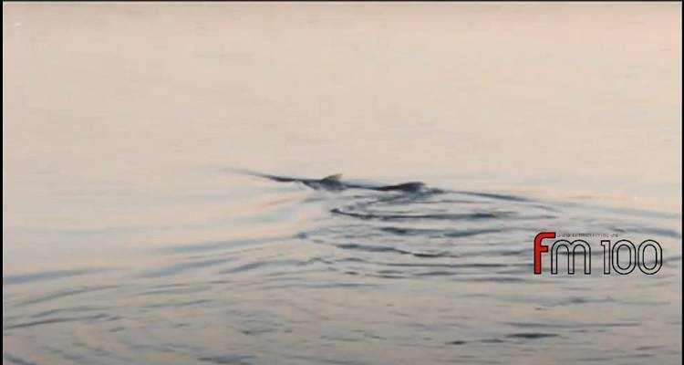 Λήμνος: Εντυπωσιακές εικόνες Λούτσου στο λιμάνι της Μύρινας