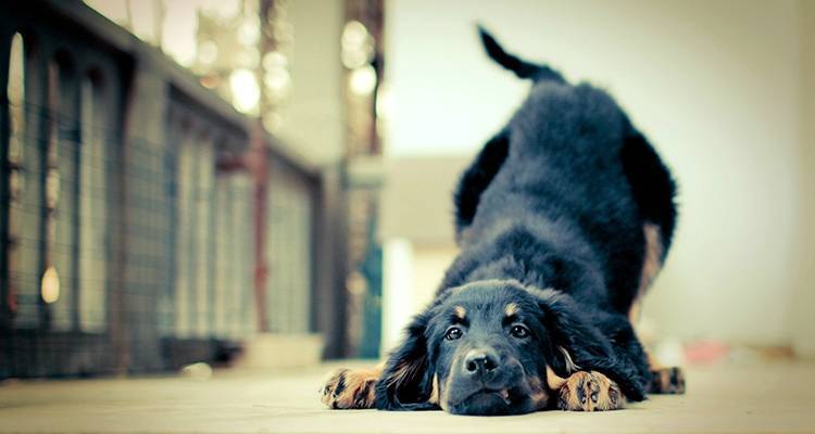 Πράγματα που συνηθίζουν να κάνουν οι τετράποδοι φίλοι μας και χαρίζουν άφθονο γέλιο!