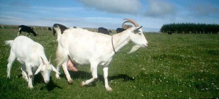 Ξαφνική απαγόρευση εξαγωγής μηρυκαστικών ζώων από τη Λήμνο | Ανησυχία εκφράζει ο Δήμος