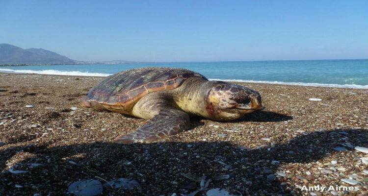 Δύο νεκρές θαλάσσιες χελώνες εντοπιστήκαν στη Λήμνο