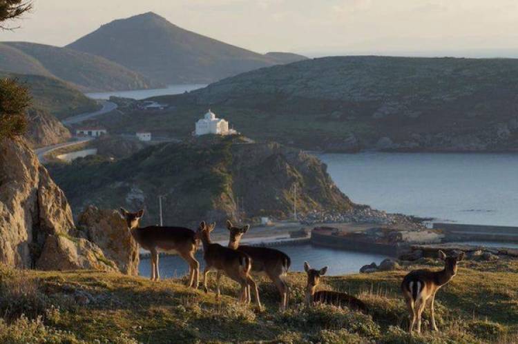 Δυσάρεστη εξέλιξη για τραυματισμένο ελάφι στη Λήμνο