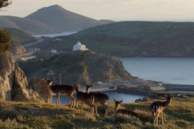 &Delta;&upsilon;&sigma;ά&rho;&epsilon;&sigma;&tau;&eta; &epsilon;&xi;έ&lambda;&iota;&xi;&eta; &gamma;&iota;&alpha; &tau;&rho;&alpha;&upsilon;&mu;&alpha;&tau;&iota;&sigma;&mu;έ&nu;&omicron; &epsilon;&lambda;ά&phi;&iota; &sigma;&tau;&eta; &Lambda;ή&mu;&nu;&omicron;