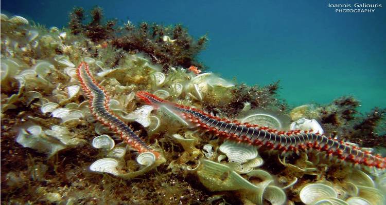 Γνωρίστε το Bearded Fireworm από το βυθό της Λήμνου