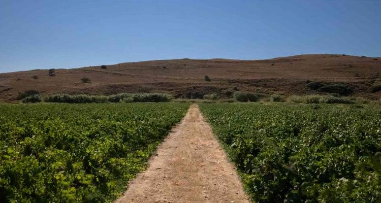 Τα Αμπέλια και το κρασί της Λήμνου στην άυλη κληρονομιά της UNESCO