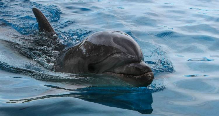 &Nu;&epsilon;&kappa;&rho;ό &delta;&epsilon;&lambda;&phi;ί&nu;&iota; &beta;&rho;έ&theta;&eta;&kappa;&epsilon; &sigma;&epsilon; &pi;&alpha;&rho;&alpha;&lambda;ί&alpha; &tau;&eta;&sigmaf; &Lambda;ή&mu;&nu;&omicron;&upsilon;