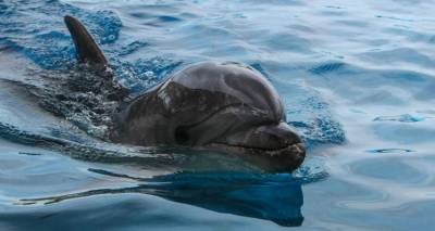 &Nu;&epsilon;&kappa;&rho;ό &delta;&epsilon;&lambda;&phi;ί&nu;&iota; &beta;&rho;έ&theta;&eta;&kappa;&epsilon; &sigma;&epsilon; &pi;&alpha;&rho;&alpha;&lambda;ί&alpha; &tau;&eta;&sigmaf; &Lambda;ή&mu;&nu;&omicron;&upsilon;