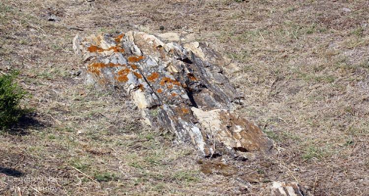 Δράσεις για την ανάδειξη της φυσικής κληρονομιάς της Λέσβου και της Λήμνου σε Διεθνές Διαδικτυακό Συνέδριο
