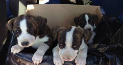 &Lambda;ή&mu;&nu;&omicron;&sigmaf;: &Pi;&omicron;&iota;&nu;&iota;&kappa;ή &delta;ί&omega;&xi;&eta; &sigma;&epsilon; &iota;&delta;&iota;&omicron;&kappa;&tau;ή&tau;&rho;&iota;&alpha; &pi;&omicron;&upsilon; &epsilon;&gamma;&kappa;&alpha;&tau;έ&lambda;&epsilon;&iota;&psi;&epsilon; &kappa;&omicron;&upsilon;&tau;ά&beta;&iota;&alpha;