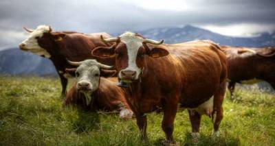 Ταύρος τραυμάτισε Λημνιό Κτηνοτρόφο | Άμεση αεροδιακομιδή