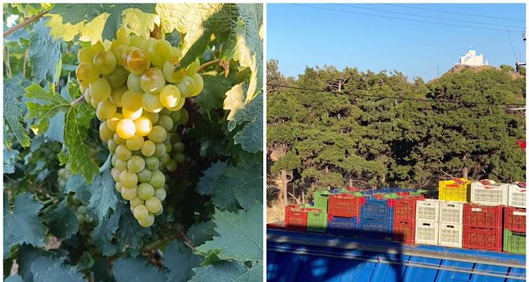 Λήμνος: Τροποποιήσεις στον Τρύγο από την «Ένωση»