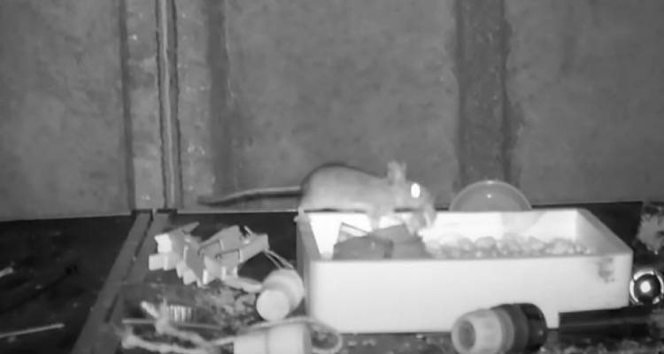 Έ&nu;&alpha; &pi;&omicron;&nu;&tau;ί&kappa;&iota;&hellip; &sigma;&upsilon;&mu;&mu;&alpha;&zeta;&epsilon;ύ&epsilon;&iota; &kappa;ά&theta;&epsilon; &beta;&rho;ά&delta;&upsilon; &tau;&omicron;&nu; &pi;ά&gamma;&kappa;&omicron; &mu;&iota;&alpha;&sigmaf; &alpha;&pi;&omicron;&theta;ή&kappa;&eta;&sigmaf; (video)