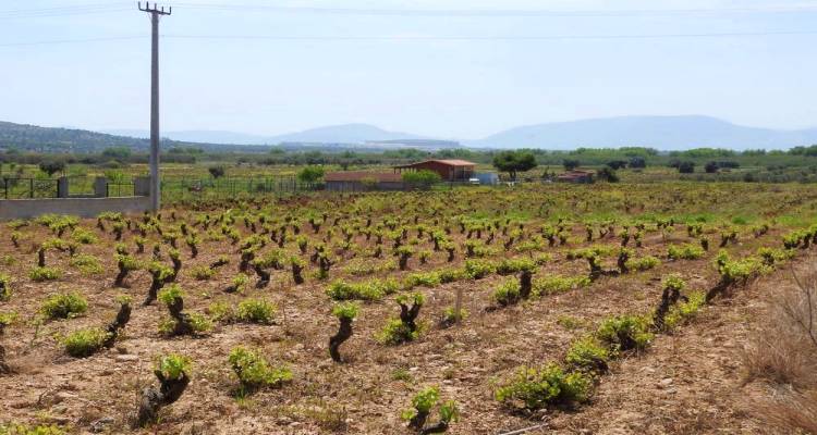 Λήμνος: Οριστικός αποκλεισμός αμπελουργών από το Μέτρο 23;