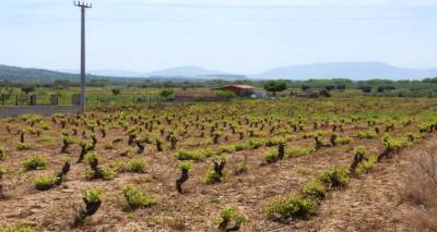 Λήμνος: Οριστικός αποκλεισμός αμπελουργών από το Μέτρο 23;