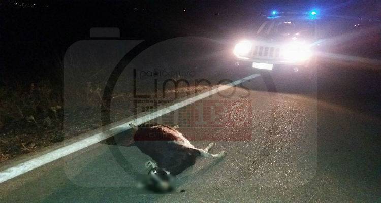 &Kappa;&alpha;&tau;&sigma;ί&kappa;&epsilon;&sigmaf; &pi;&rho;&omicron;&kappa;ά&lambda;&epsilon;&sigma;&alpha;&nu; &tau;&rho;&omicron;&chi;&alpha;ί&omicron; &alpha;&tau;ύ&chi;&eta;&mu;&alpha; &sigma;&tau;&eta; &Lambda;ή&mu;&nu;&omicron; (photos)