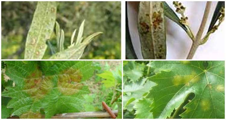 Εσπερίδα για τις ασθένειες της ελιάς και της αμπέλου στη Μύρινα Λήμνου