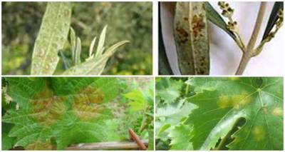 Εσπερίδα για τις ασθένειες της ελιάς και της αμπέλου στη Μύρινα Λήμνου