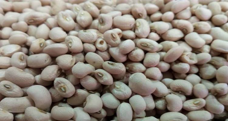 Το Ασπρομύτικο Φασόλι Λήμνου στο επίκεντρο της προσπάθειας ΠΟΠ/ΠΓΕ του Βορείου Αιγαίου