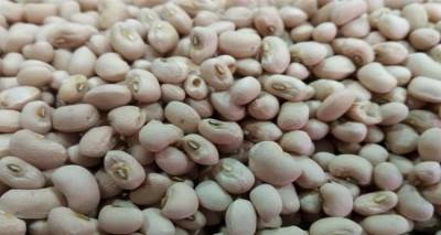 Το Ασπρομύτικο Φασόλι Λήμνου στο επίκεντρο της προσπάθειας ΠΟΠ/ΠΓΕ του Βορείου Αιγαίου