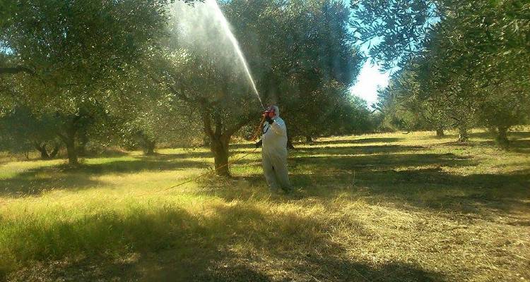 Λήμνος: Δεν θα πραγματοποιηθεί δακοκτονία