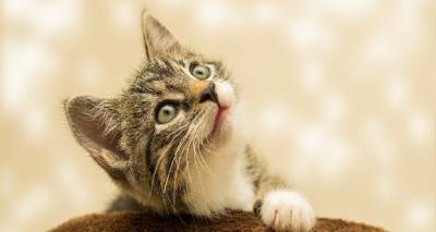 &Lambda;ή&mu;&nu;&omicron;&sigmaf;: 131 &alpha;&delta;έ&sigma;&pi;&omicron;&tau;&epsilon;&sigmaf; &gamma;ά&tau;&epsilon;&sigmaf; &sigma;&tau;&epsilon;&iota;&rho;ώ&theta;&eta;&kappa;&alpha;&nu; &alpha;&pi;ό &tau;&omicron;&upsilon;&sigmaf; &kappa;&tau;&eta;&nu;&iota;ά&tau;&rho;&omicron;&upsilon;&sigmaf; &tau;&eta;&sigmaf; &Epsilon;.&Delta;.&Kappa;.&Epsilon;.