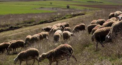 Χωρίς κρατικό κτηνίατρο για τρίτο μήνα η Λήμνος | Ερώτηση Βελόπουλου στη Βουλή